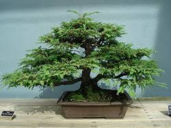 Bonsai Kameeldoring
