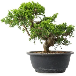 Junipers 5jaar