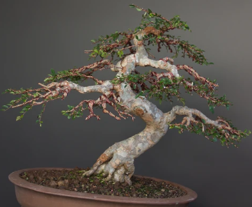 Chinese Elm