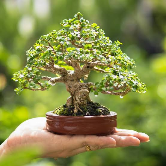 Bonsai Tuin