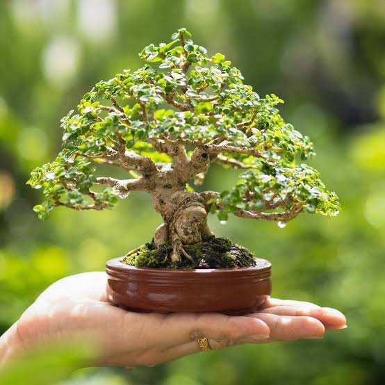 Bonsai Tuin